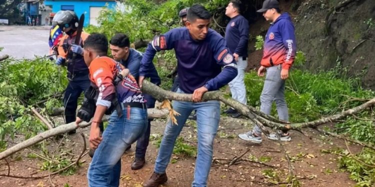 SNGR mitiga riesgos en el estado Guárico tras la caída de un árbol