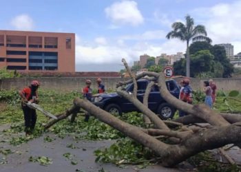Protección Civil Baruta mitiga riesgos tras caída de un árbol en el estado Miranda