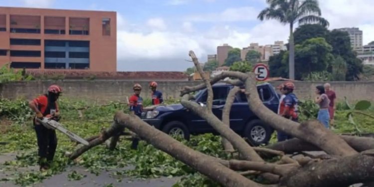 Protección Civil Baruta mitiga riesgos tras caída de un árbol en el estado Miranda