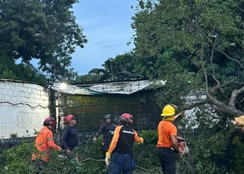 Protección Civil Santiago Mariño atiende colapso de un árbol en el estado Aragua