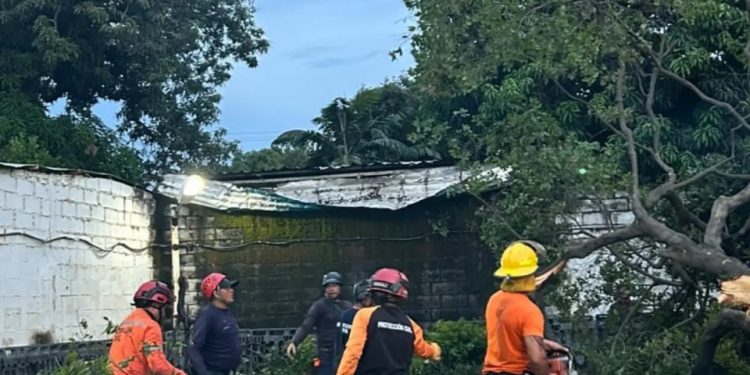 Protección Civil Santiago Mariño atiende colapso de un árbol en el estado Aragua