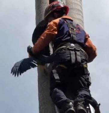 Protección Civil Baruta rescata 2 guacamayas en Colinas de Valle Arriba