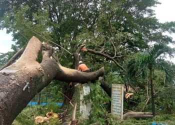 Protección Civil mitiga riesgos en el estado Trujillo tras colapso de un árbol