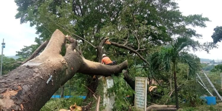 Protección Civil mitiga riesgos en el estado Trujillo tras colapso de un árbol