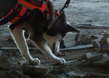 Aspirantes a la Brigada Canina K-SAR continúan entrenamiento en el estado Anzoátegui