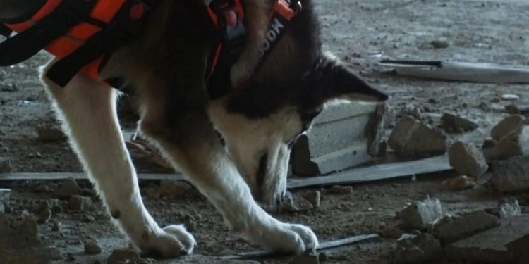 Aspirantes a la Brigada Canina K-SAR continúan entrenamiento en el estado Anzoátegui